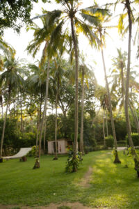 The Adrenaline Inside The Oasis